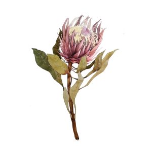Print On Canvas Protea 1 800X800mm