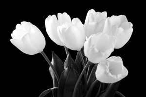 Prints - White Tulips (813 X 1220)