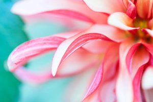 Print On Canvas Pink Flower Close-Up 1220X813mm