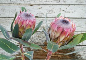 Print On Canvas Twin Proteas 1200X800mm