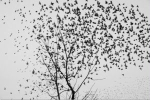 Print On Canvas - Birds In Tree (1200X800)